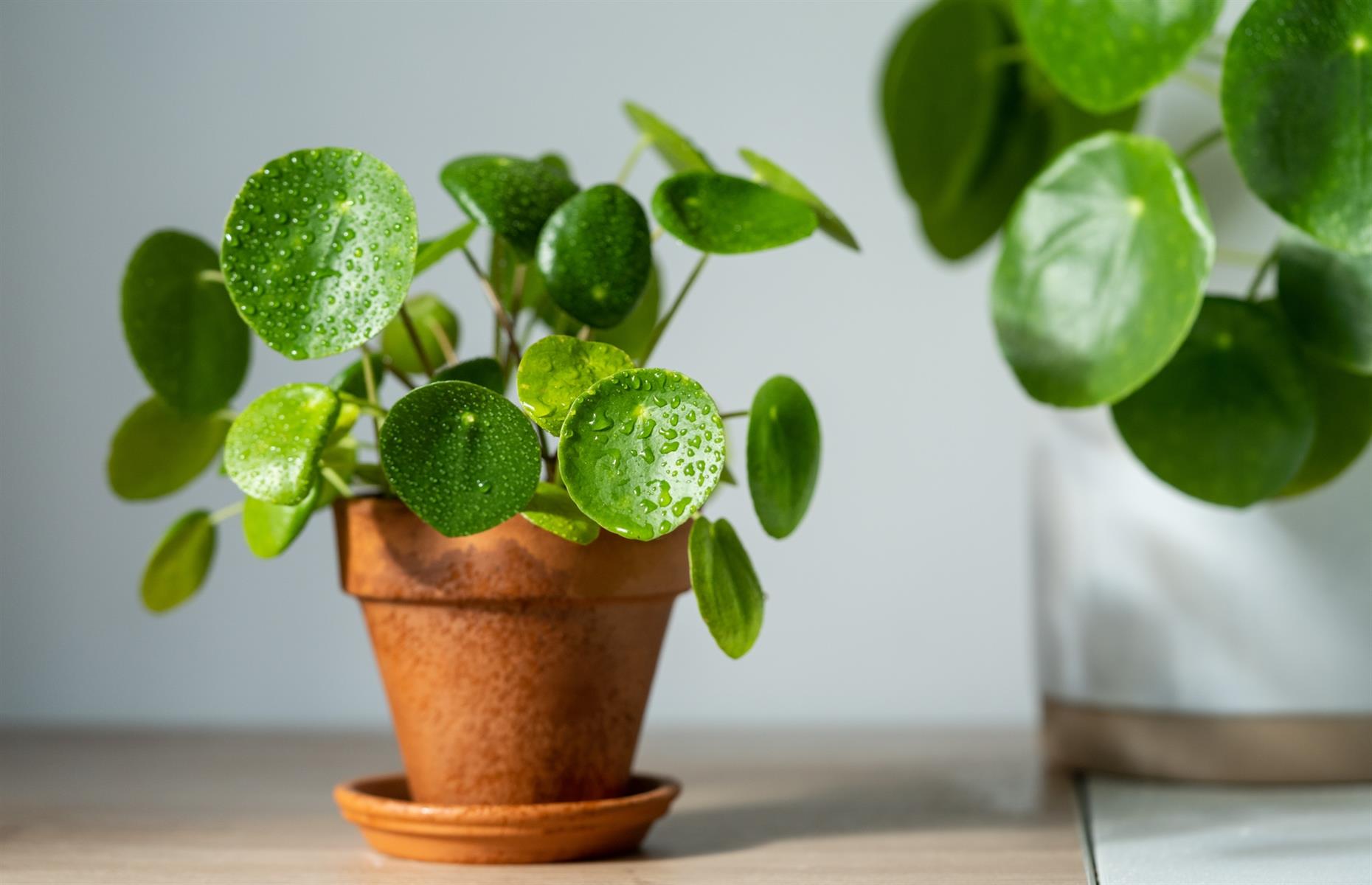Safe swap: Chinese money plant (Pilea peperomioides)